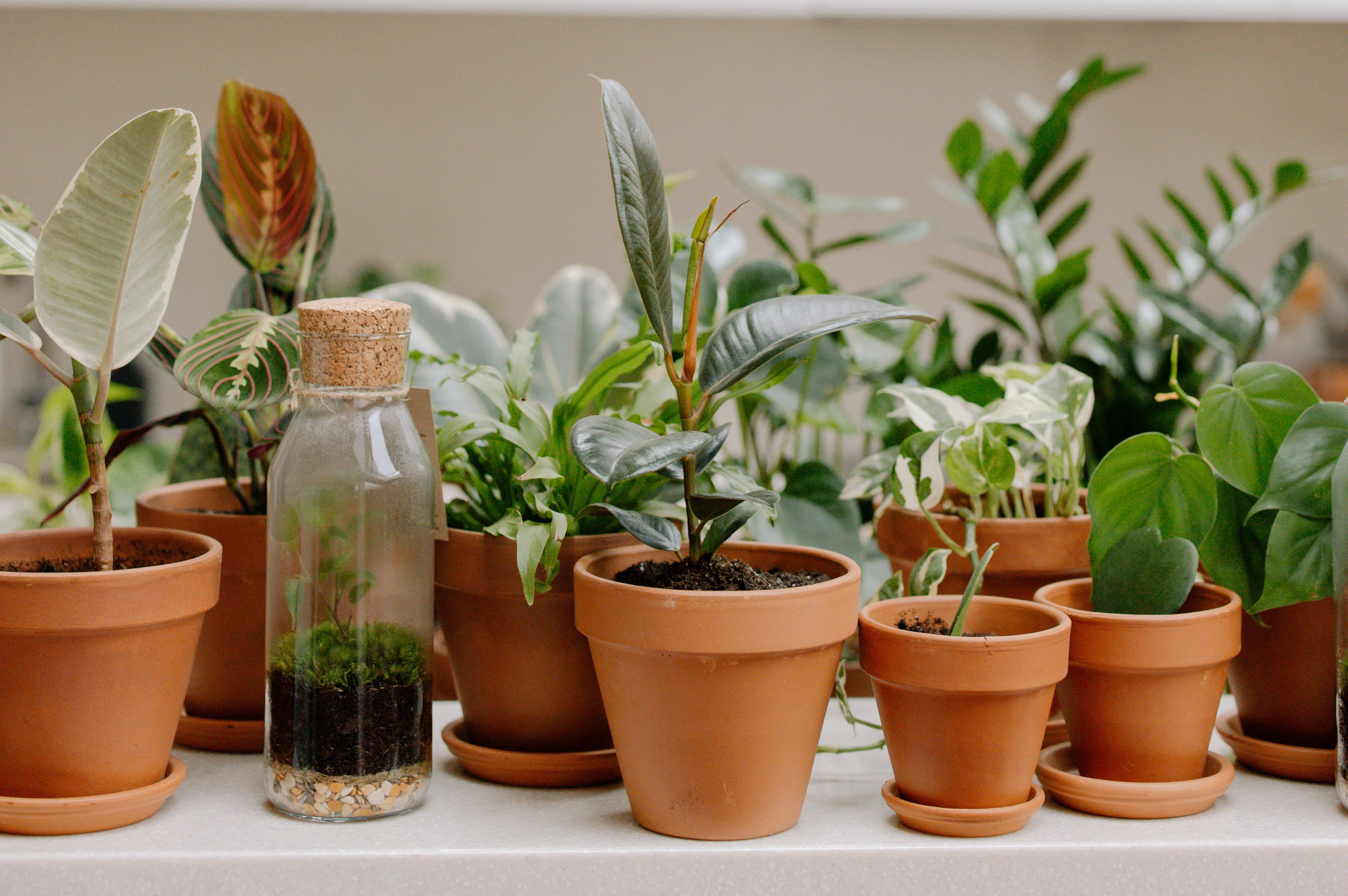 Potted plants growing in the classroom
