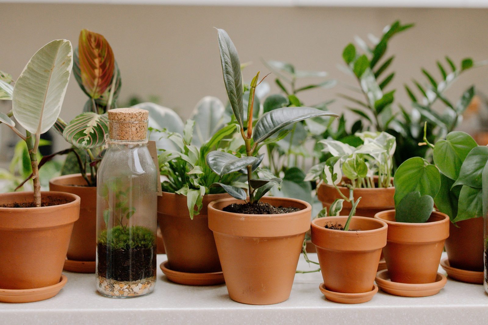 Young plants growing in pots